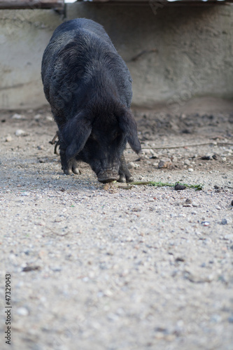 Photo: Black pig Black pig