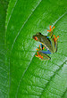 Foto: red eyed green tree or gaudy leaf frog on green plant,costa rica red eyed green tree or gaudy leaf frog on green plant,costa rica