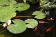 Golden fish pond