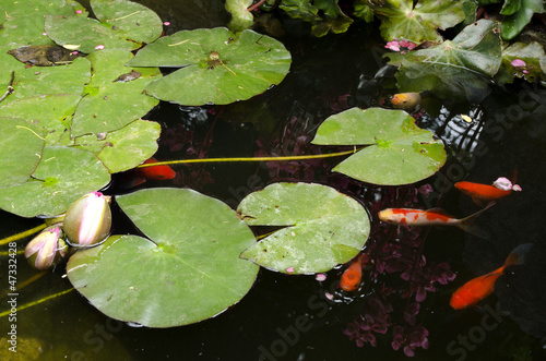 Photo: Golden fish pond Golden fish pond