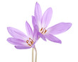 colchicum