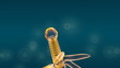 bacteriophage in HD