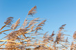 Closeup seed heads of reed waving in the wind