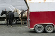 Rodeo