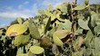 Opuntia ficus-indica تين شوكي