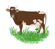 Dairy cow over white background