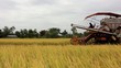 Combine harvesting ripened Crops on farm during harvest