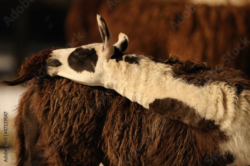 Photo: Lama Lama