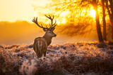 Red Deer in morning Sun.  - Fine Art prints