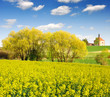 spring landscape with the rapeseed field