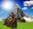 Cow lying in the meadow - Swiss Alps