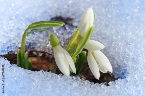 Photo: Beautiful first snowdrops Beautiful first snowdrops