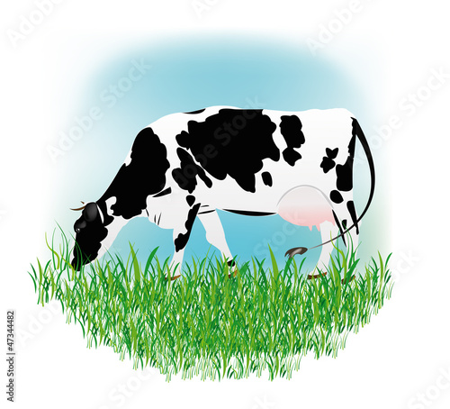 Vector: Dairy cow over white background.Vector illustration Dairy cow over white background.Vector illustration