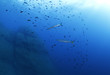 barracuda nel blu immersione diving