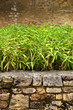 Photo: Jardin, zen, bambou, décoration, patio, plante, mur Jardin, zen, bambou, décoration, patio, plante, mur