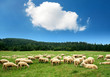 Herd of sheep