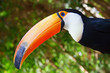 Toucan