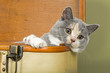 Photo: Katzen-BKH-3889 Katzen-BKH-3889