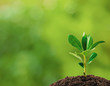 Small plant on pile of soil, part of it reflected