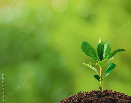 Photo: Small plant on pile of soil, part of it reflected Small plant on pile of soil, part of it reflected