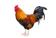 Rooster on white background