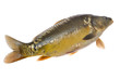 Mirror carp on white