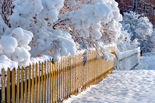 Photo: Wooden fence and scrubs in winter Wooden fence and scrubs in winter