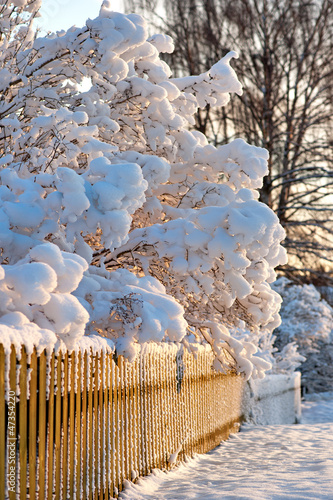 Photo: Wooden fence and scrubs in winter Wooden fence and scrubs in winter