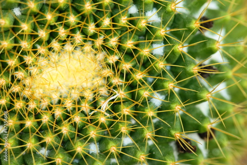 Photo: Close up of globe shaped cactus with long thorns Close up of globe shaped cactus with long thorns