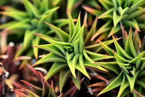 Photo: Closeup of aloe vera plant Closeup of aloe vera plant