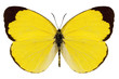 Butterfly species Eurema alitha "grass yellow"