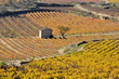 Viñedos en otoño, La Rioja (España)