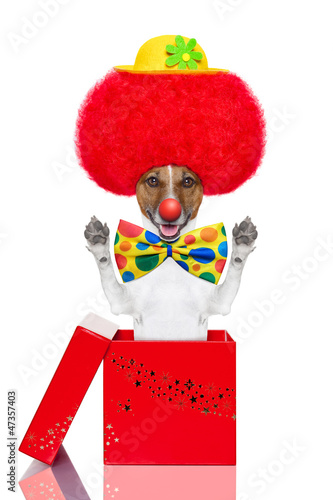 Photo: clown dog with red wig and hat clown dog with red wig and hat