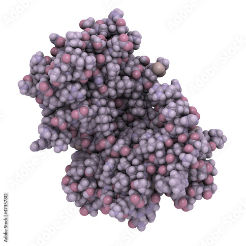 Illustration: cyclic ADP ribose hydrolase (CD38) protein, chemical structure cyclic ADP ribose hydrolase (CD38) protein, chemical structure