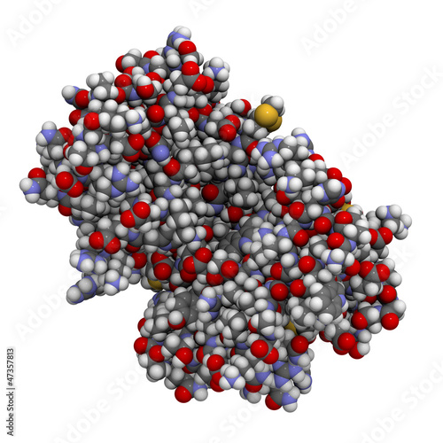 Illustration: cyclic ADP ribose hydrolase (CD38) protein, chemical structure cyclic ADP ribose hydrolase (CD38) protein, chemical structure