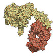Human Epidermal Growth Factor Receptor 2 (Her2, Neu, CD340) with