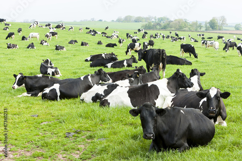 Photo: herd of cows, Scotland herd of cows, Scotland