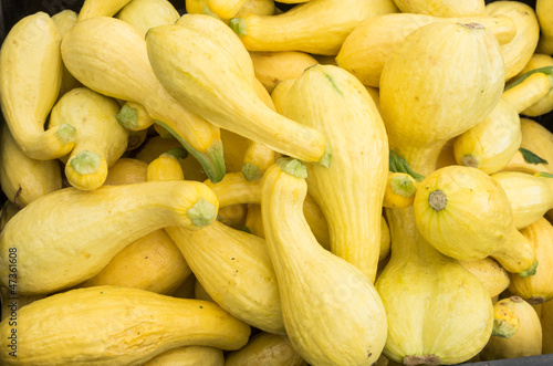 Photo: Display of yellow squash at the market Display of yellow squash at the market