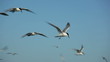 hundreds of birds flying in the blue sky 1