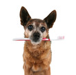 Foto: a chihuahua with a toothbrush in his mouth a chihuahua with a toothbrush in his mouth