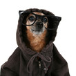 Foto: a chihuahua wearing a hoodie and glasses a chihuahua wearing a hoodie and glasses