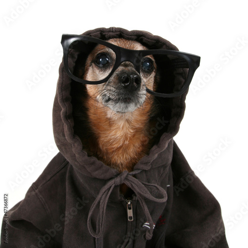 Photo: a chihuahua wearing a hoodie and glasses a chihuahua wearing a hoodie and glasses