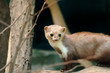 Marten