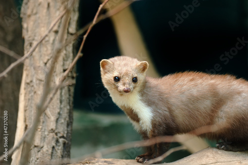 Photo: Marten Marten