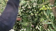 Man picking olives
