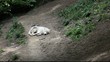 loups blancs du canada