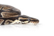 Portrait of Python closeup