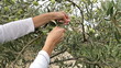 Woman picking green olive fruits from tree