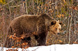 Brown Bear (Ursus arctos)