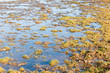 Closeup of a marshy area